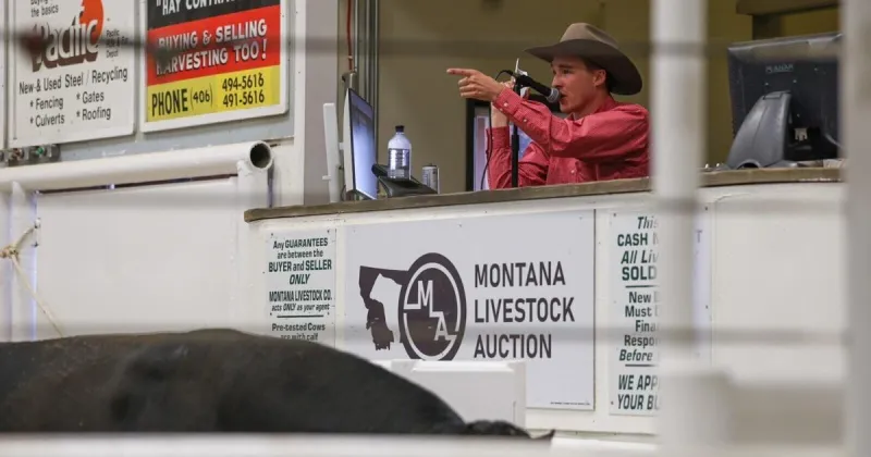 Billings man wins 'the Super Bowl of auctioneering'