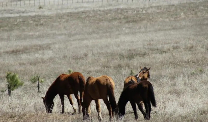 Judge halts roundup of wild horses in Arizona