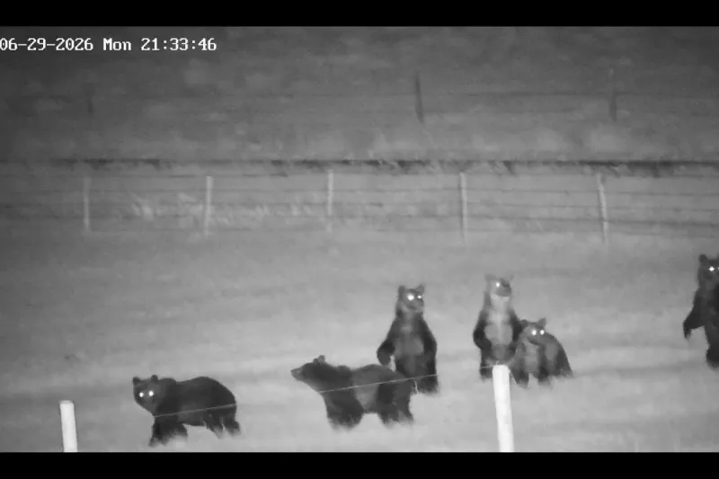 Montana Ranch Security Camera Captures Multiple Grizzly Bears