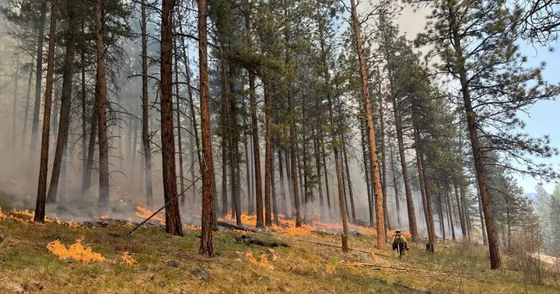 Lolo Forest approves wildfire fuel project on 87,000 acres around Missoula