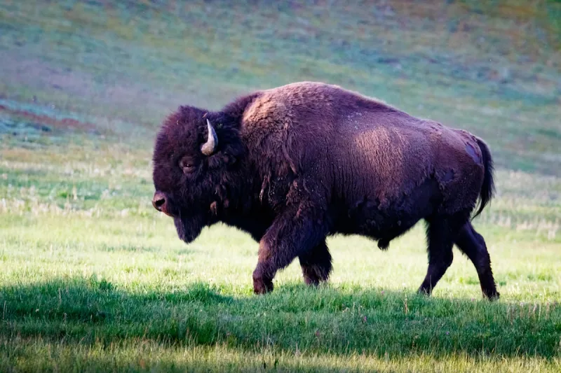 Crowd Steps In to Distract Agitated Yellowstone Bison
