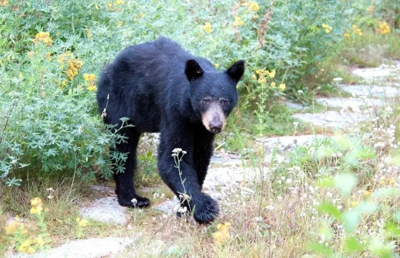 Probe of WA fish and wildlife commissioners continues