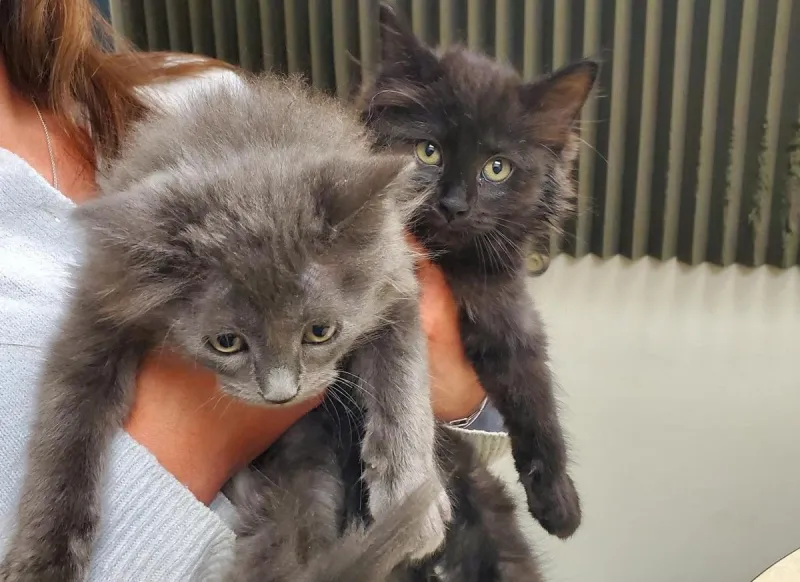 Get Smitten With a Kitten at Humane Society of Western Montana