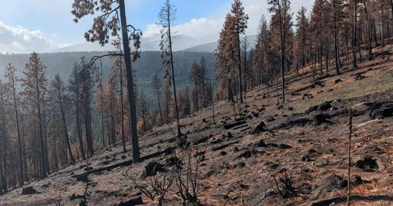 Bitterroot Front logging project won't stop fires - It will harm forests and wildlife | Opinion