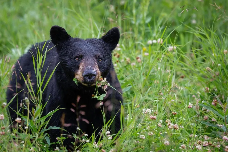 Whoa! Watch This Video Of A Black Bear Stealing Golf Clubs