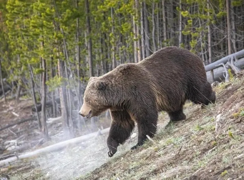 Drone Misuse in Yellowstone Angers Onlookers and Grizzlies Alike