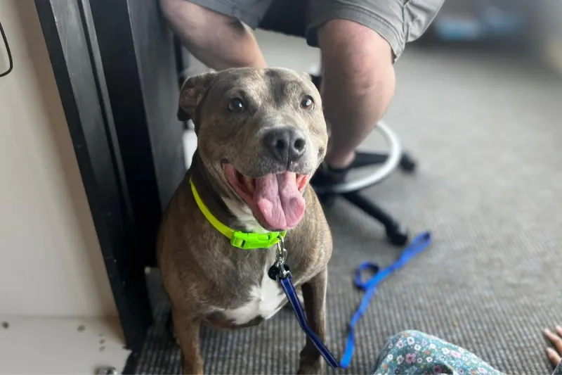 Say Hello to Earl, the Shy Pitt Mix Looking for Love in Billings