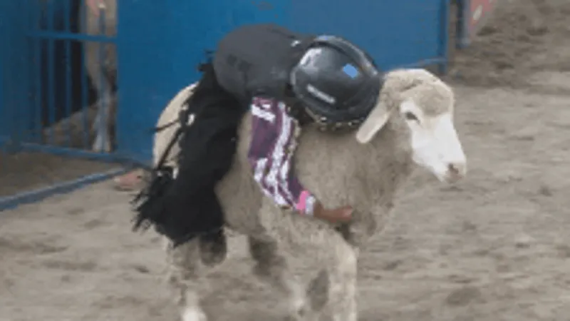 Mutton Bustin' returns to Big Sky