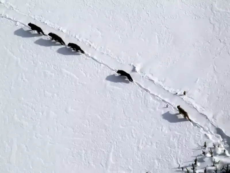 Oldest Yellowstone wolf pack leaves park; concern for its future