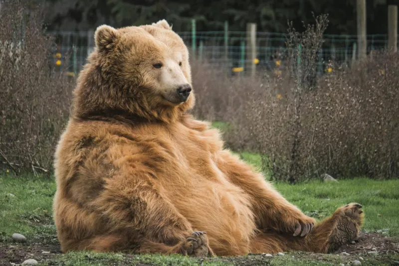 Huge Grizzly Bear Update Announced in Montana