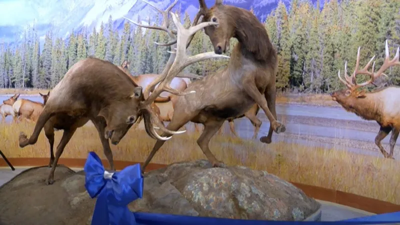 Rocky Mountain Elk Foundation to host first Big Game Days event in Missoula this weekend