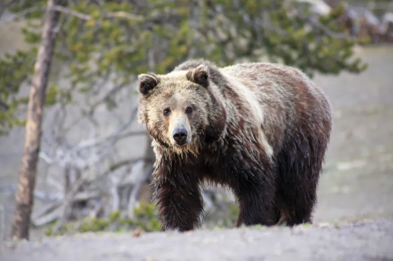 Department of the Interior revises grizzly bear management proposal, reopens public comment