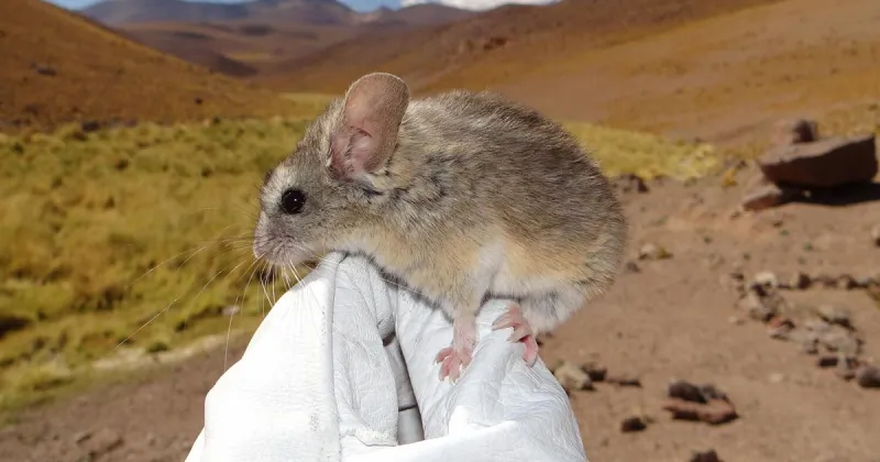 UM scientists: World's highest-dwelling mammal could boost cancer treatments