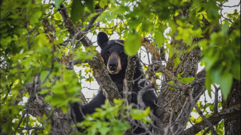 FWP warns public against feeding black bears after multiple conflicts near Red Lodge