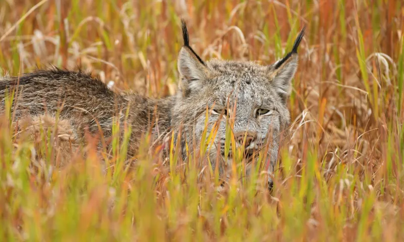 Now, Lynx Protections Making News In Montana