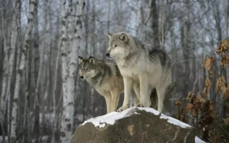 Feds no longer protecting endangered species habitat