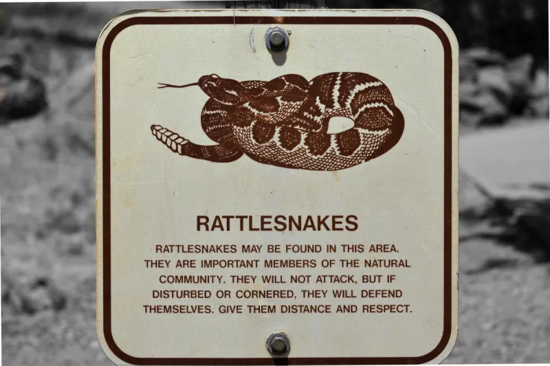 The Real Numbers Behind Montana Rattlesnake Bites