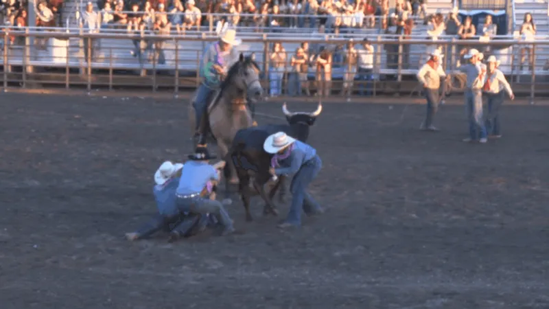 Wild cow milking shines at Bozeman Roundup Ranch Rodeo