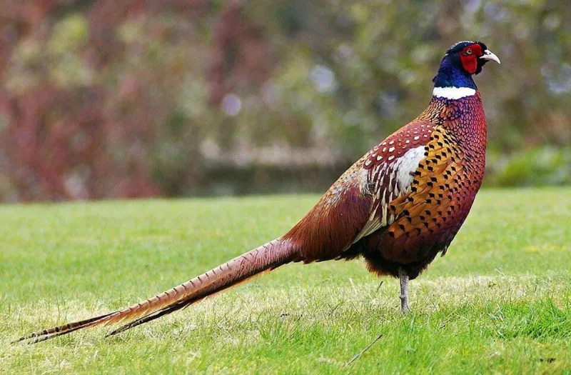 Montana wants to release 50,000 'pen pheasants' per year