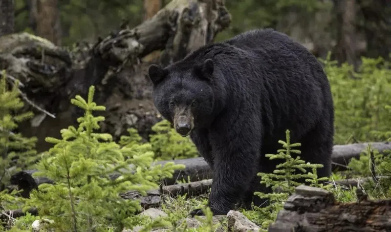 Bear Feeding Chaos in Red Lodge Leading to Dangerous Conflicts