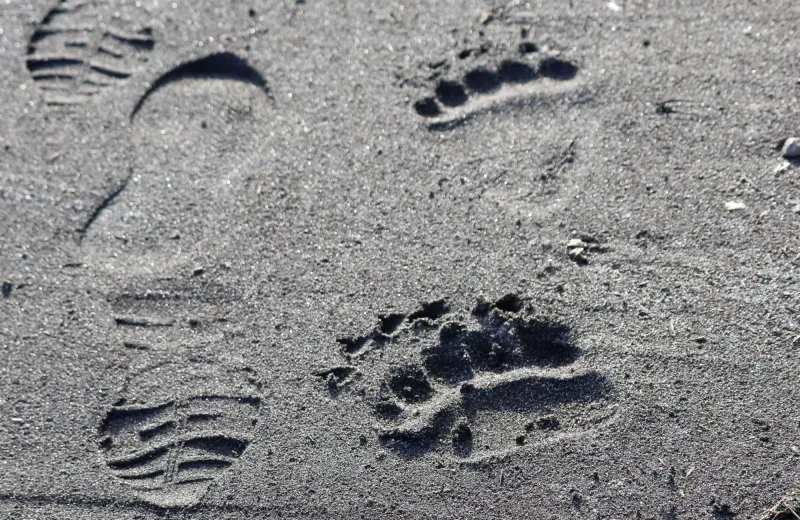 New grizzly bear rules renew debate over Endangered Species Act protections