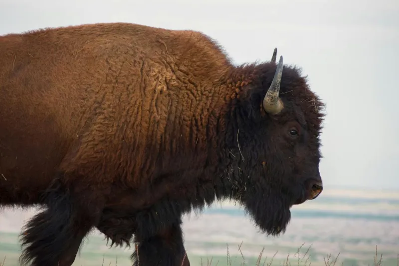 Yellowstone Bison Victim Shares Story After Violent Toss