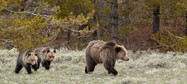 Dispatches from the Wild: Grizzly Bears at risk