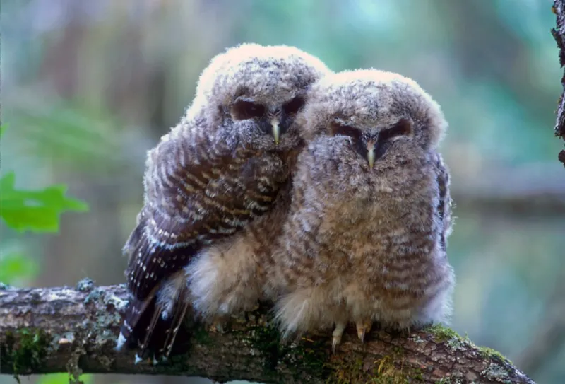 The feds no longer protect endangered species habitat. States say they can't pick up the slack.