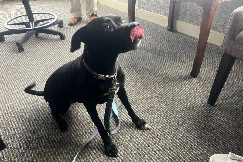 Fun-Loving "Bud" Awaits His Forever Home in Billings