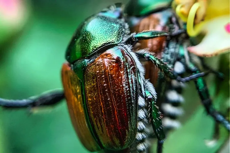 This Shiny Green Beetle Could Be Montana's Next Big Gardening Nightmare