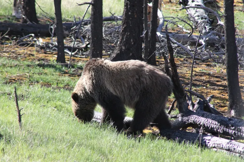 Montana's Huckleberry Season Is Here, But So Are the Bears