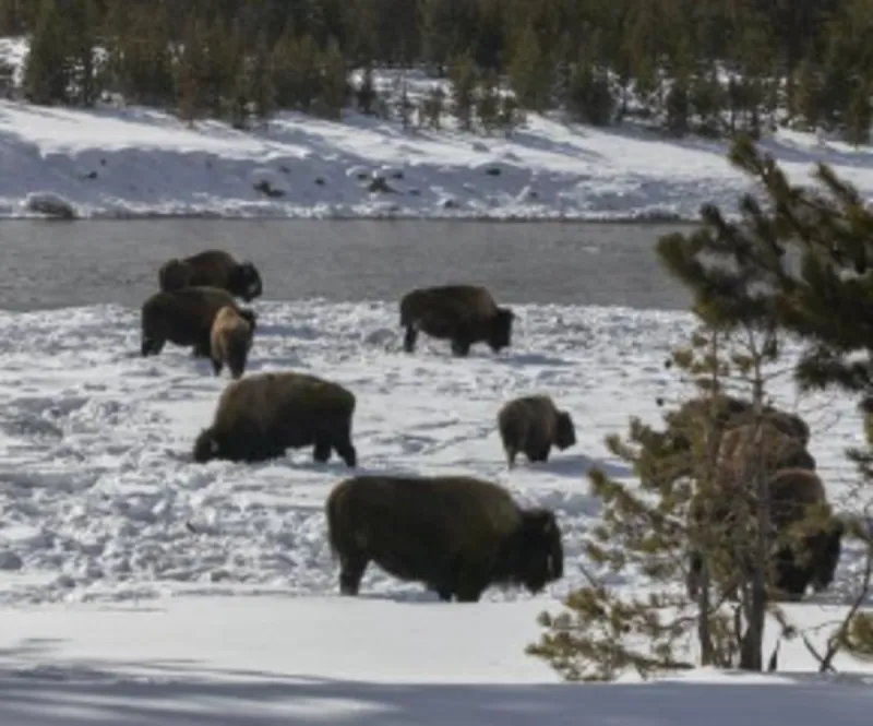 Judge denies feds' request to pause bison plan lawsuit
