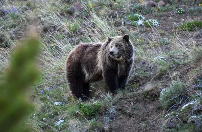 Griz on California flag, but do they belong in state wild?