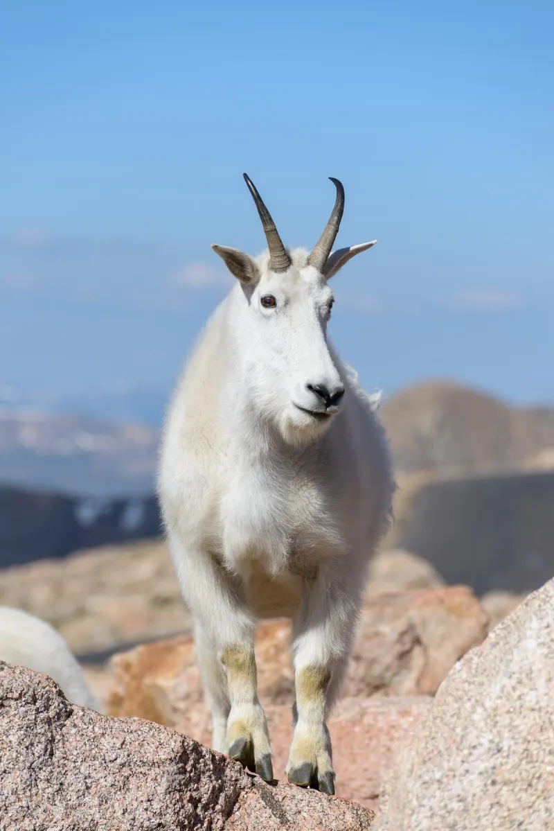Saturday Sports Trivia Will Be The GOAT!