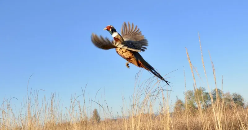 Critics of FWP's pen-raised pheasants program contend money could be better spent