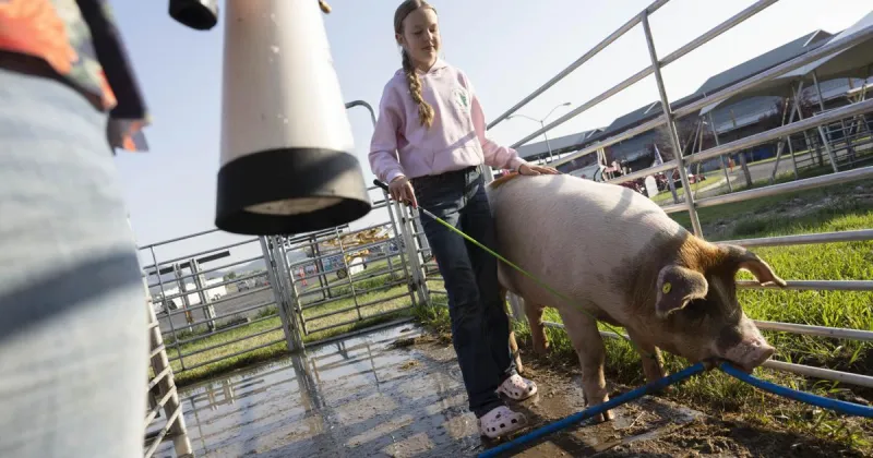 4-Hers of Lewis and Clark County show off livestock at Last Chance Stampede and Fair