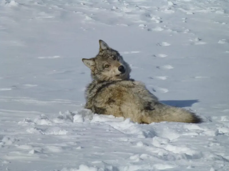 Montana FWP: State has overestimated wolf population by hundreds