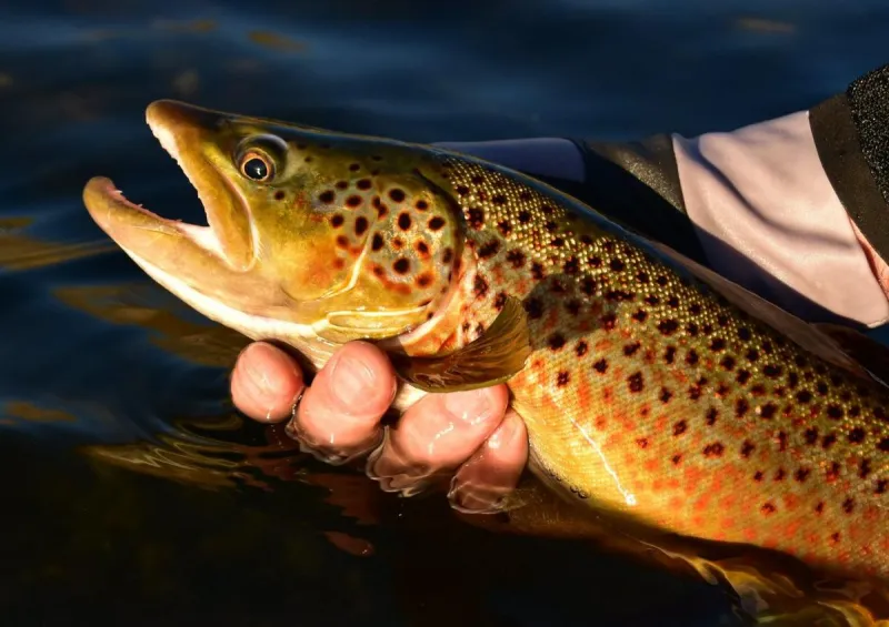 Non-native brown trout found in Flathead watershed