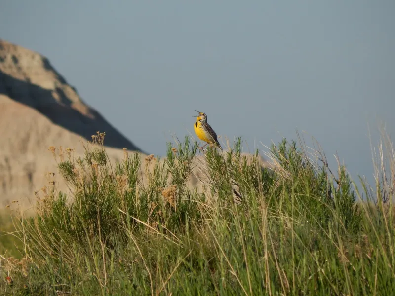 The Vote That Made the Meadowlark Montana's Bird
