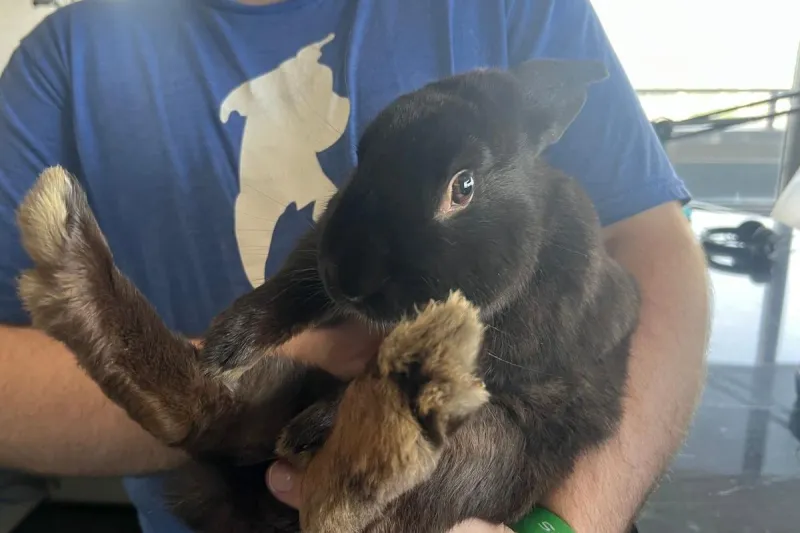 Hop On It. "Hamburger" the Bunny is Ready to Adopt in Billings