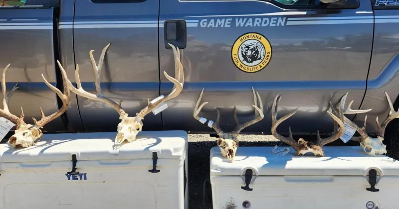 Two Montana men sentenced for poaching mule, white-tailed deer bucks across three counties