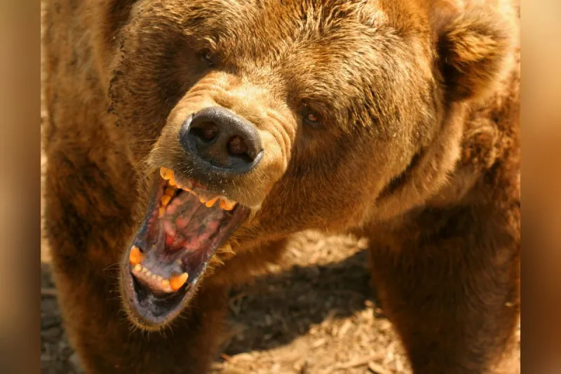 Glacier Officials Explain Why They Won't Kill Bear Who Killed