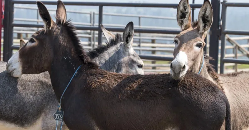 Wild burros come to town for Saturday adoption event