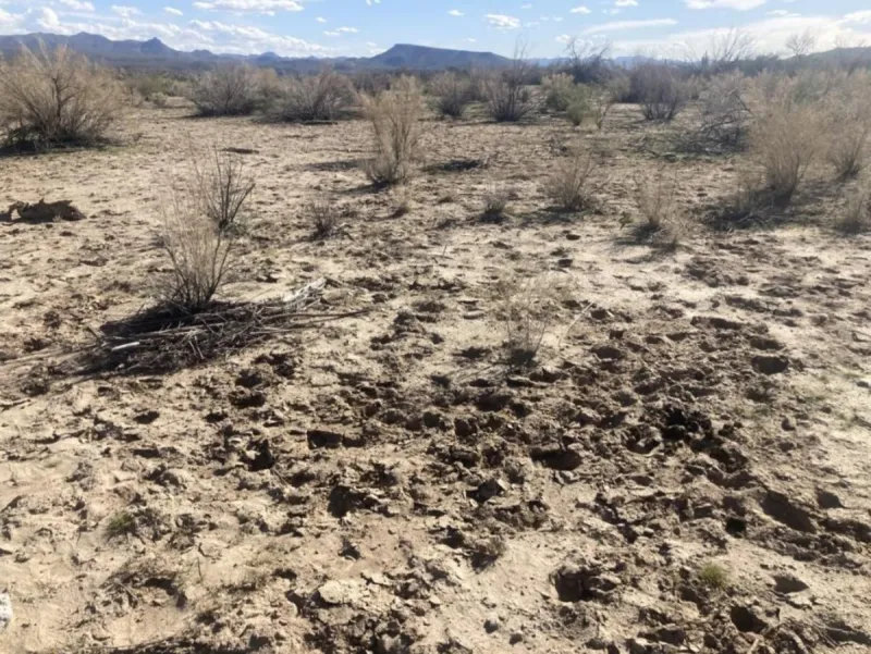 Groups sue Trump administration over livestock grazing in Arizona