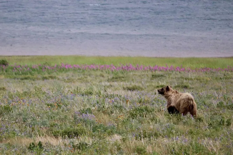 Viewpoint: Grizzly science and keys to wildlife management