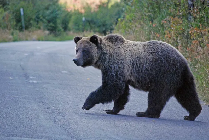 Poor berry crop leaves bears vulnerable; secure garbage