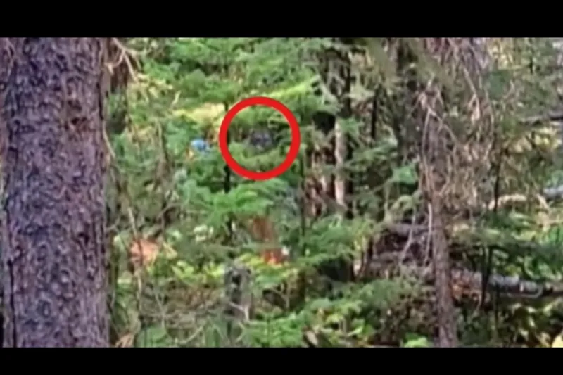 Montana Bigfoot Video Has Experts Talking