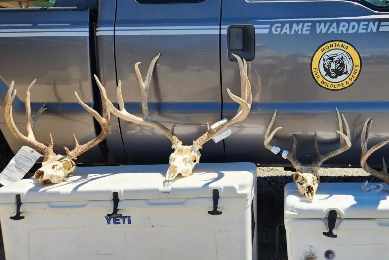 Poaching Gets Montana Men Fines and Loss of Hunting Rights