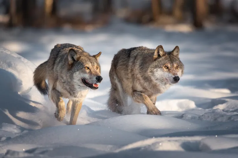 A Texas Influencer Just Declared War on Legal Wolf Hunters