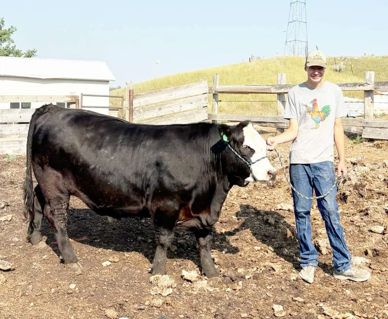 Livestock Sale Represents a Finished Project